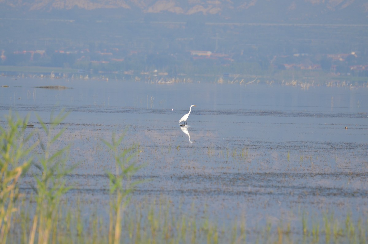 Great Egret - Kulbhushansingh Suryawanshi