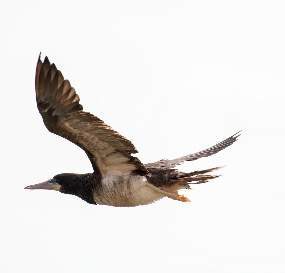 Brown Booby - ML175991171