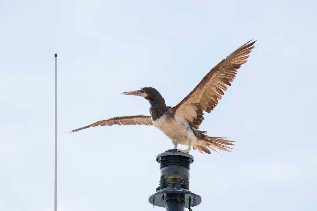 Brown Booby - ML175991201
