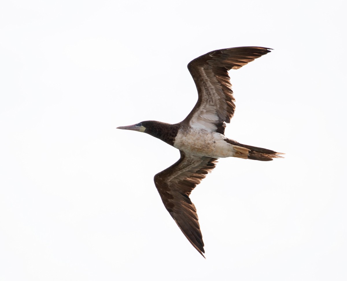 Brown Booby - ML175991211