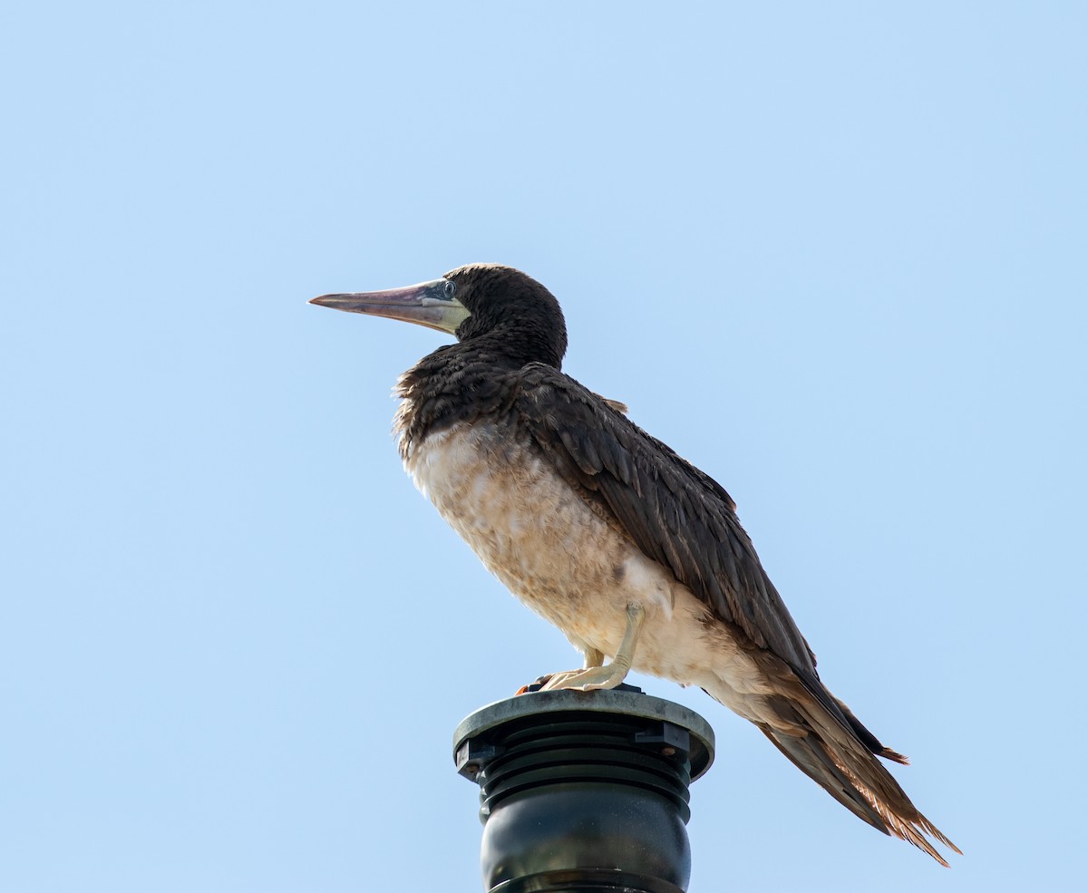 Brown Booby - ML175991231