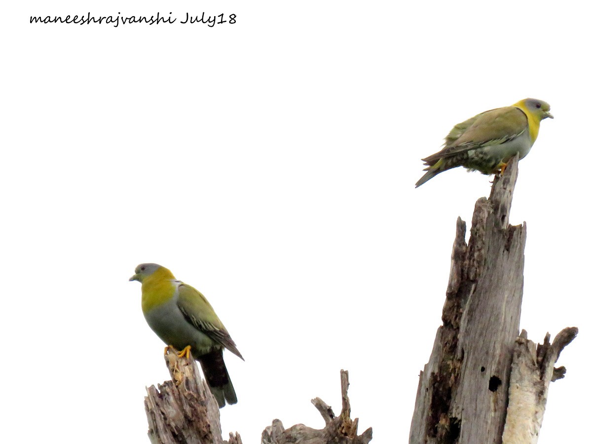 Yellow-footed Green-Pigeon - Maneesh Rajvanshi