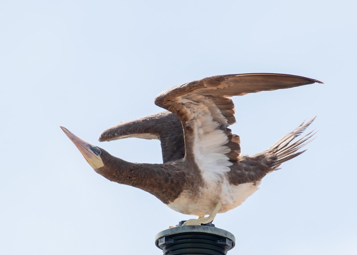 Brown Booby - ML175996521