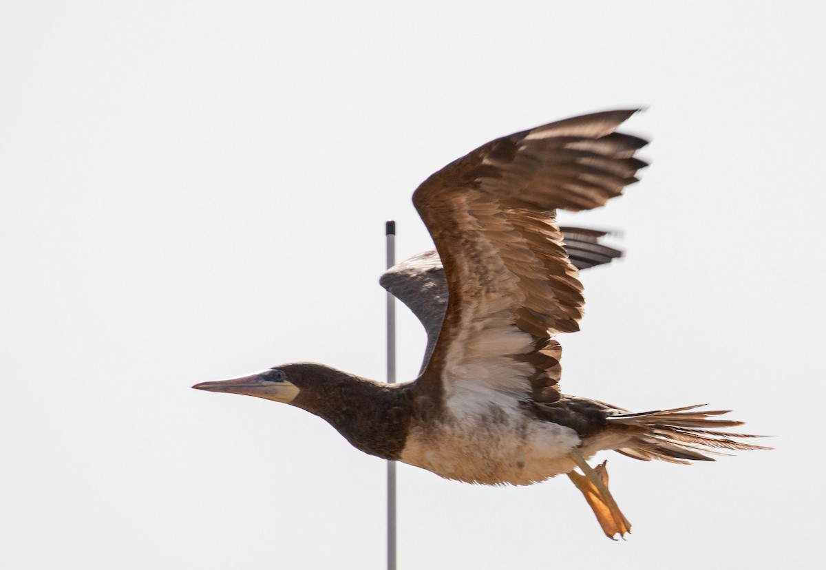 Brown Booby - ML175996541