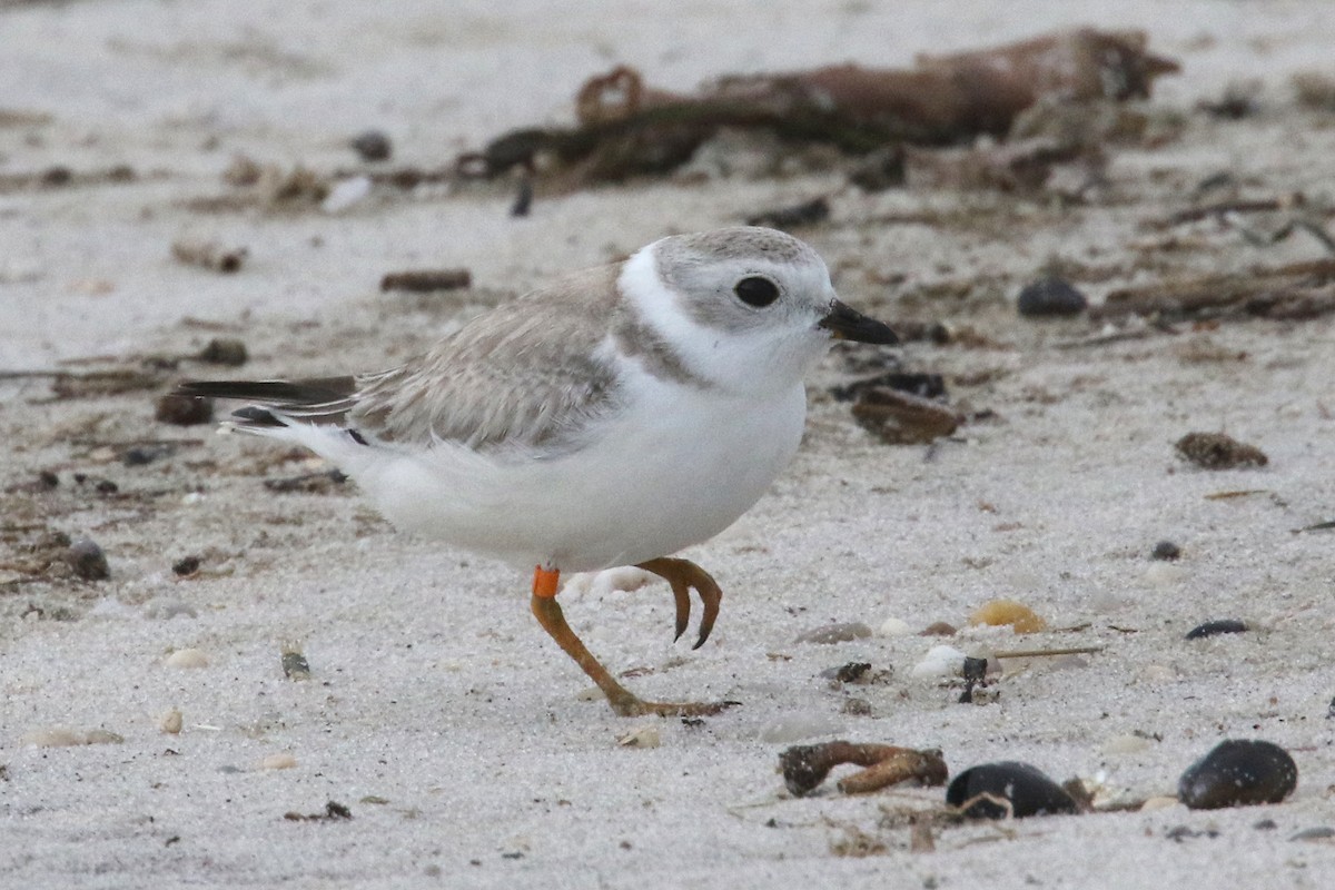 Piping Plover - ML175998441