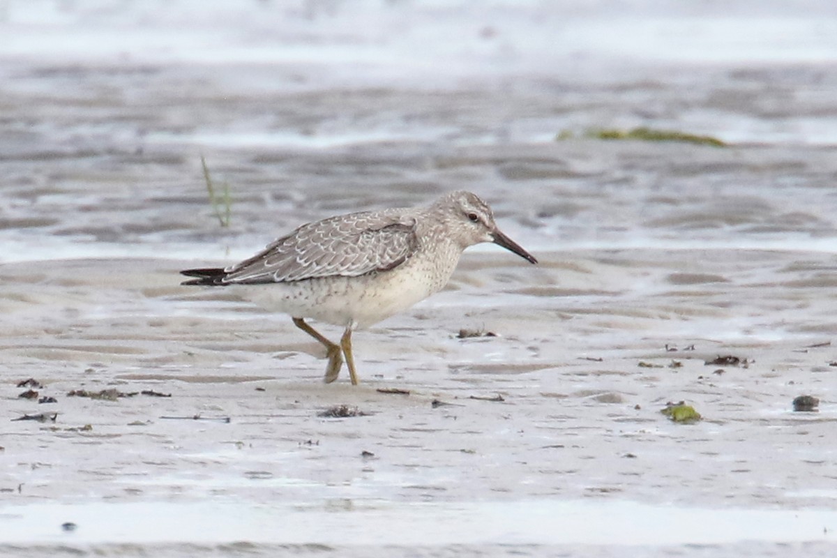 Red Knot - ML175998461