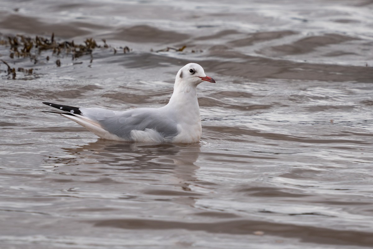 Mouette rieuse - ML176004641