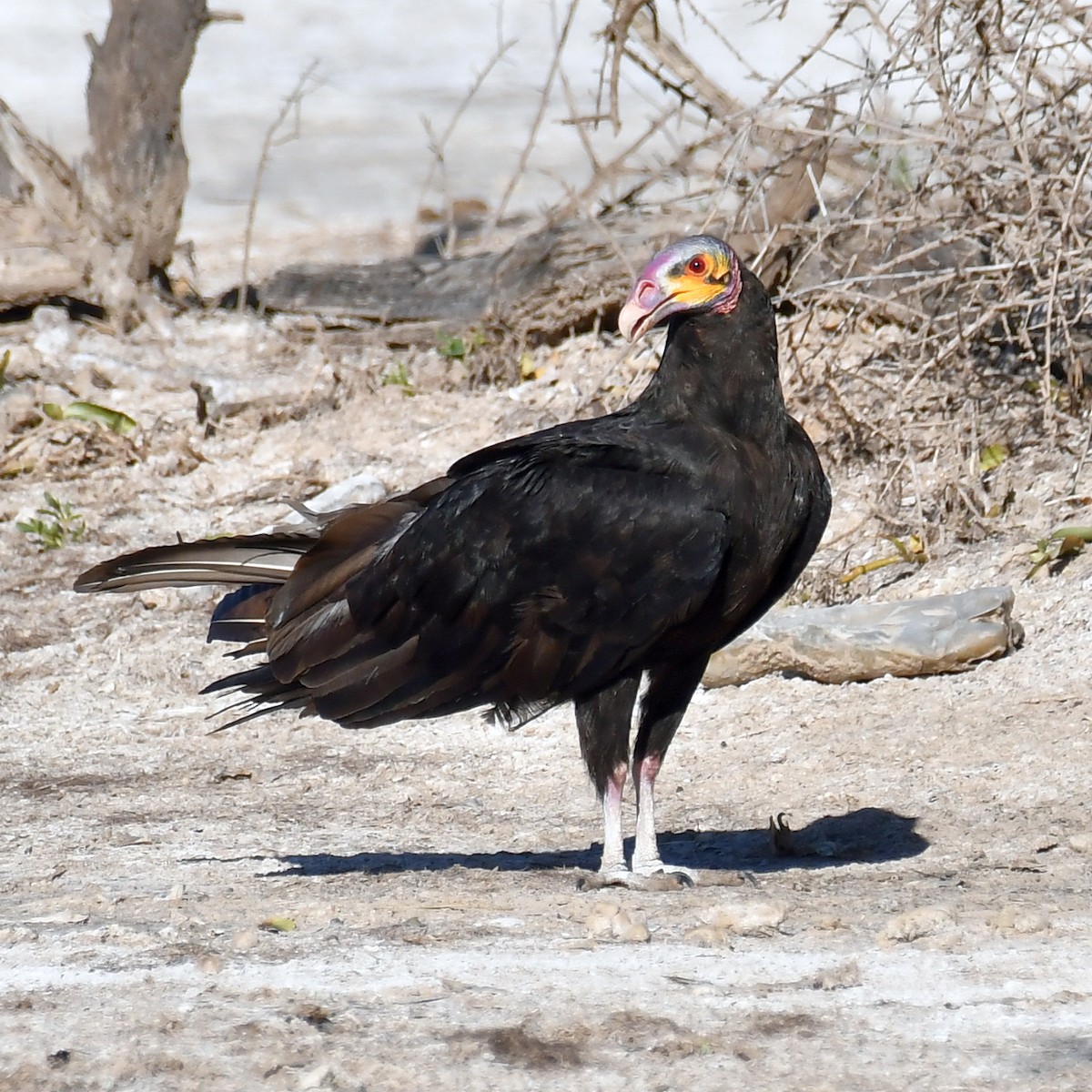 Lesser Yellow-headed Vulture - Jacek Betleja
