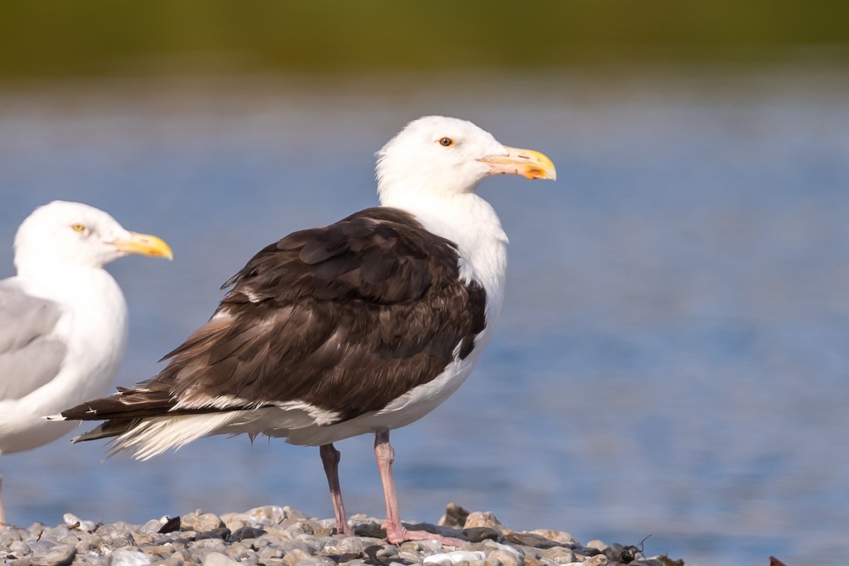 Great Black-backed Gull - Kyle Blaney