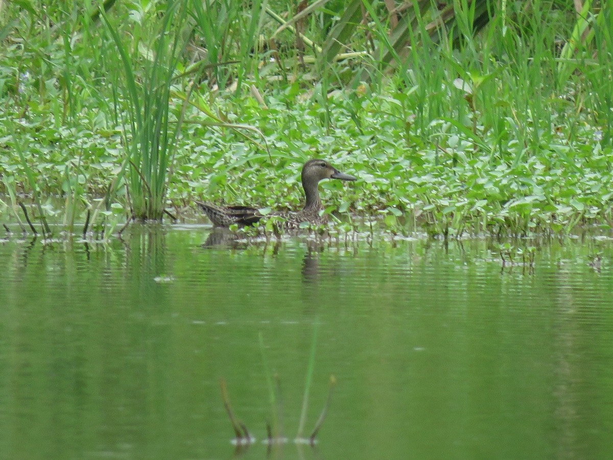 Blue-winged Teal - ML176006151