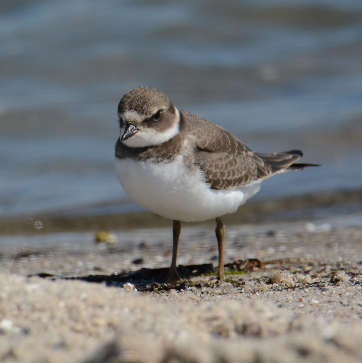 Semipalmated Plover - ML176007171