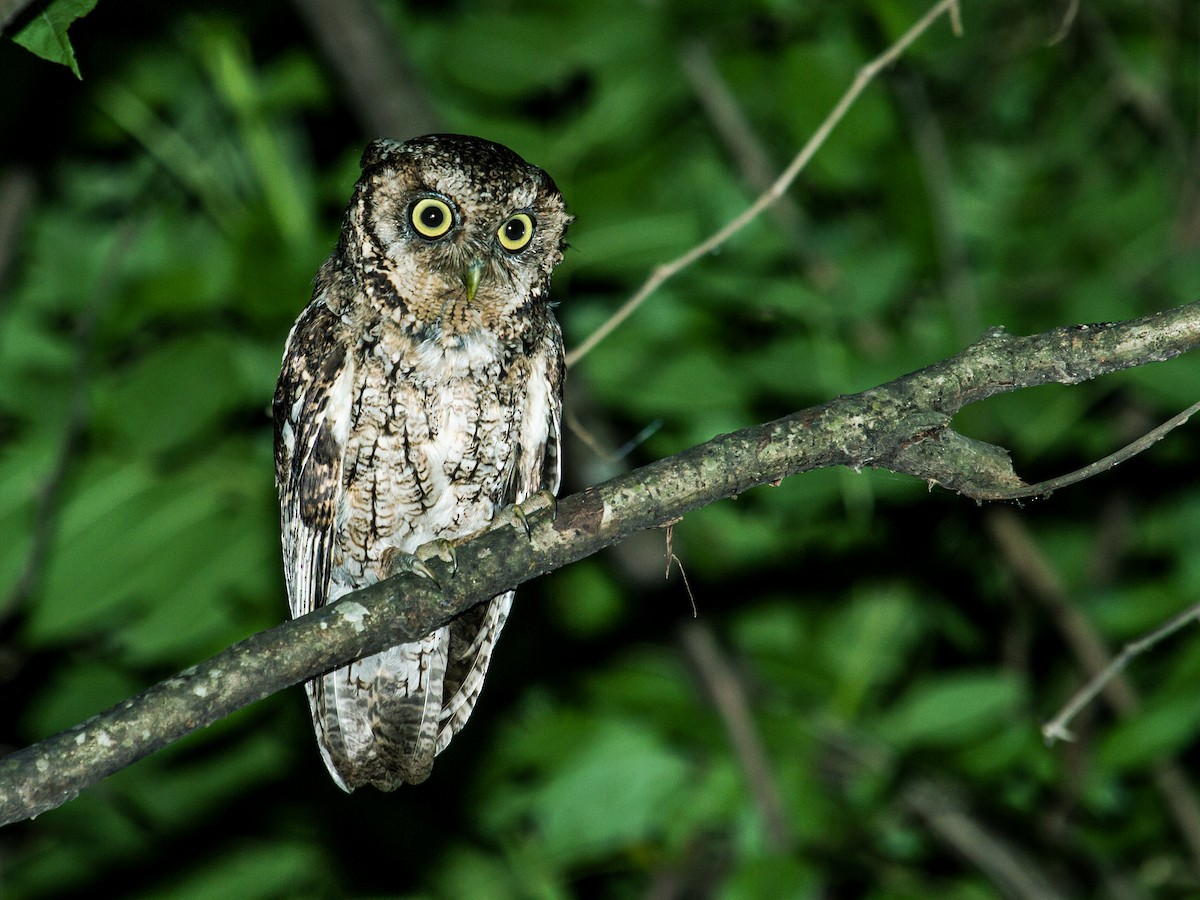 Montane Forest Screech-Owl - ML176009841