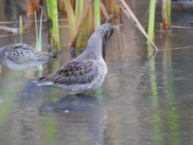 Long-billed Dowitcher - ML176012431