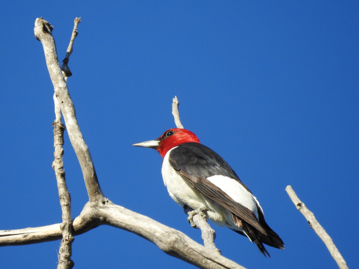 Red-headed Woodpecker - ML176013781