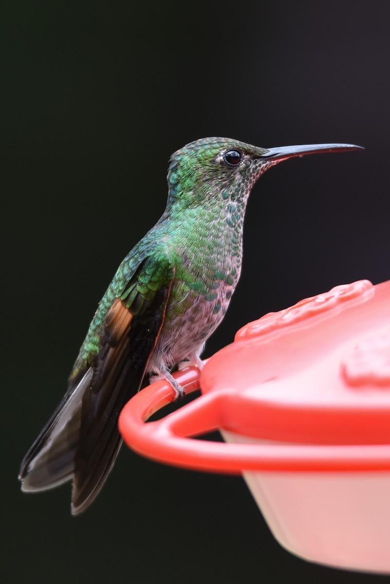 Stripe-tailed Hummingbird - Maryse Neukomm