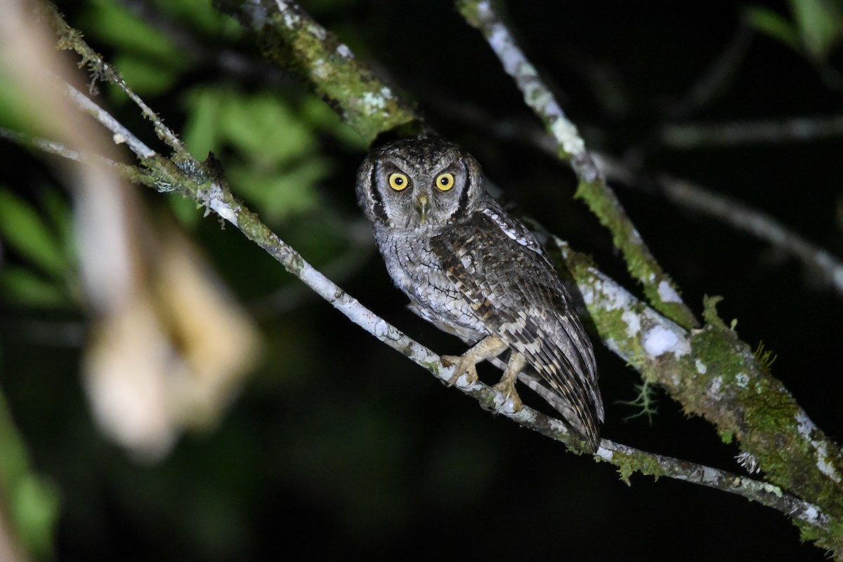 Tropical Screech-Owl - Maryse Neukomm