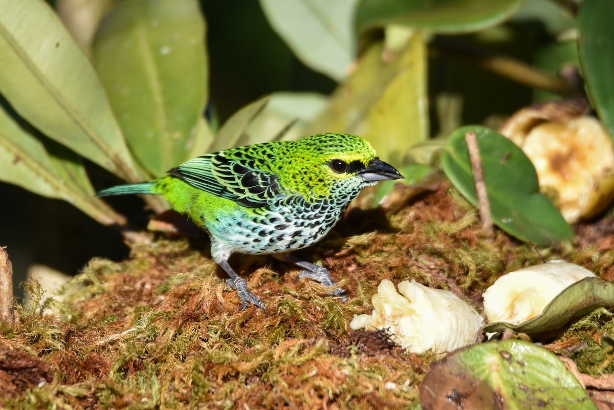 Speckled Tanager - ML176019091