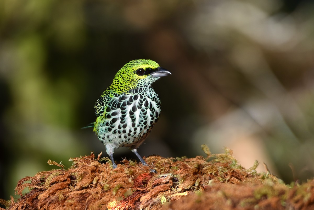 Speckled Tanager - ML176019101