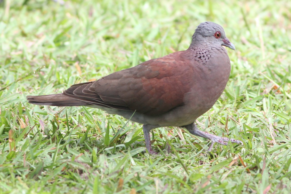Pigeon de Madagascar - ML176019161