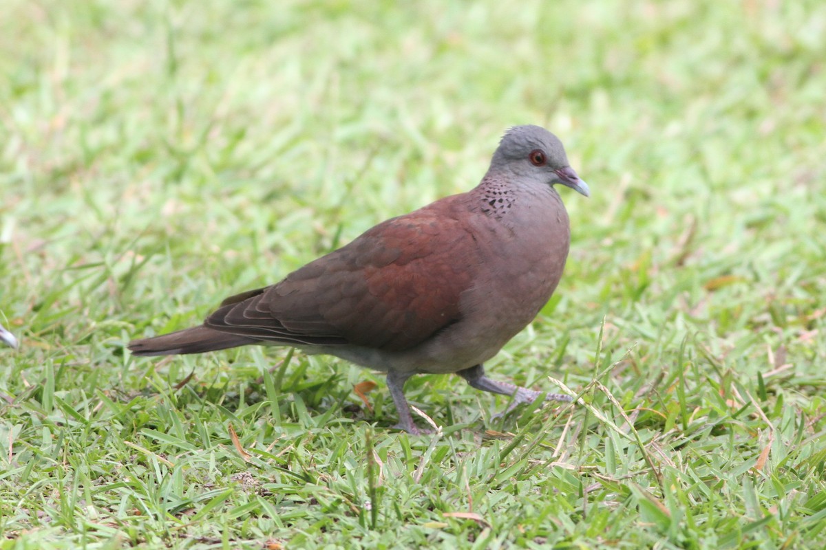 Pigeon de Madagascar - ML176019181