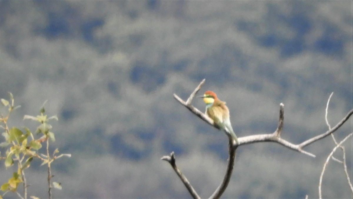 European Bee-eater - Andy  Woodward