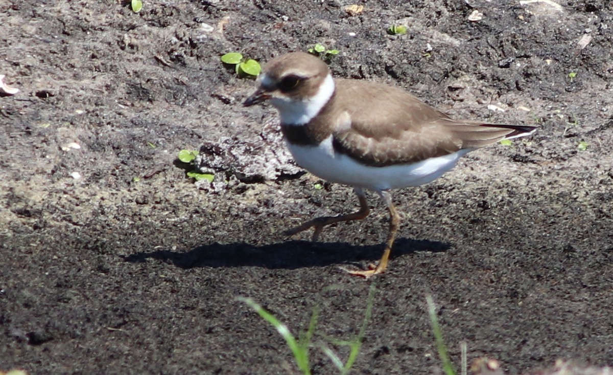 Semipalmated Plover - Gary Leavens