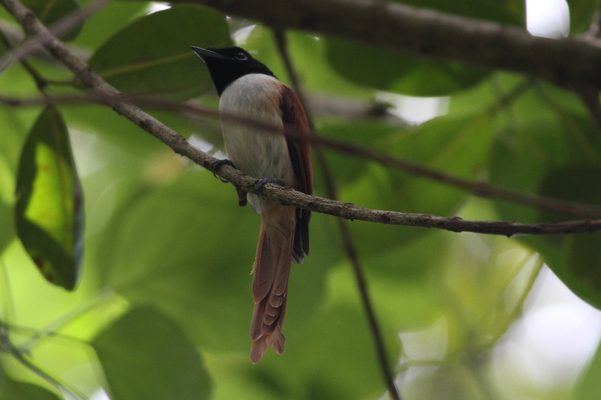 Seychelles Paradise-Flycatcher - ML176027001
