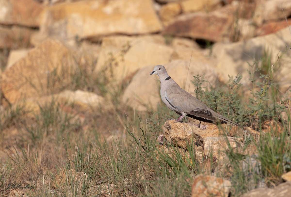 Eurasian Collared-Dove - ML176033091