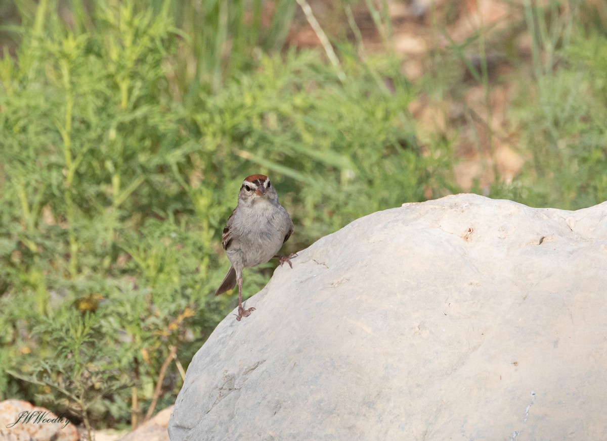 Chipping Sparrow - ML176033311