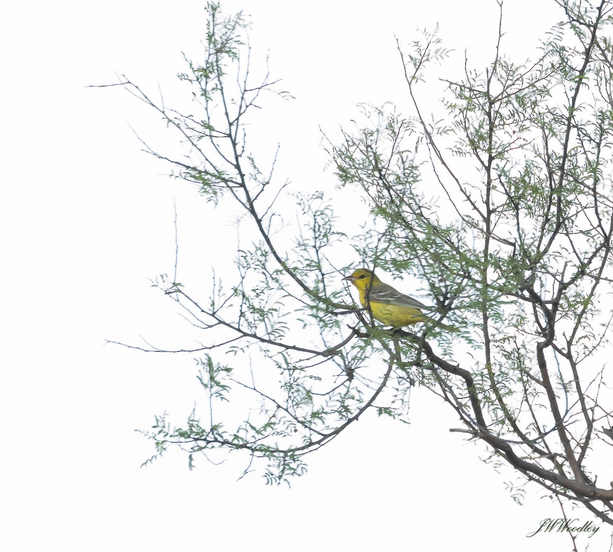 Orchard Oriole - ML176033391