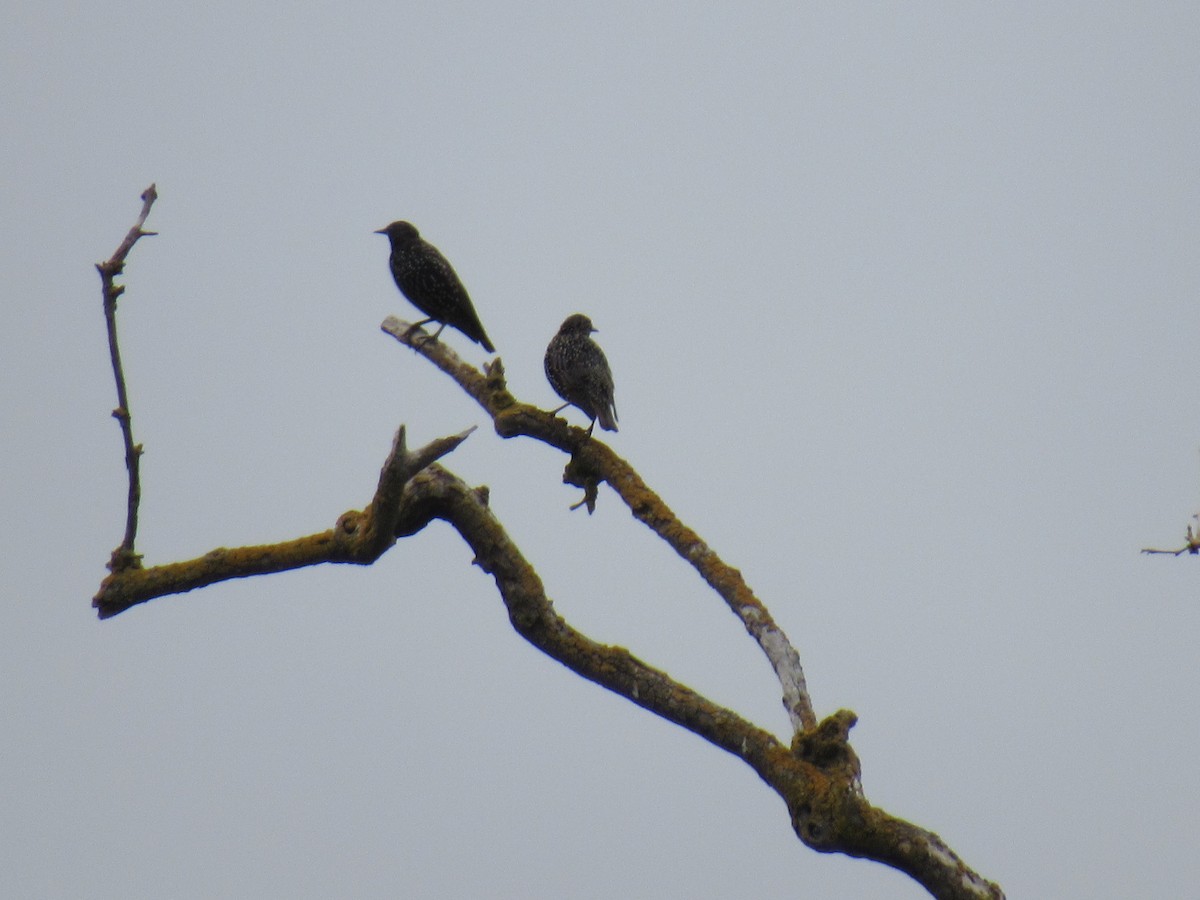 European Starling - karen pinckard