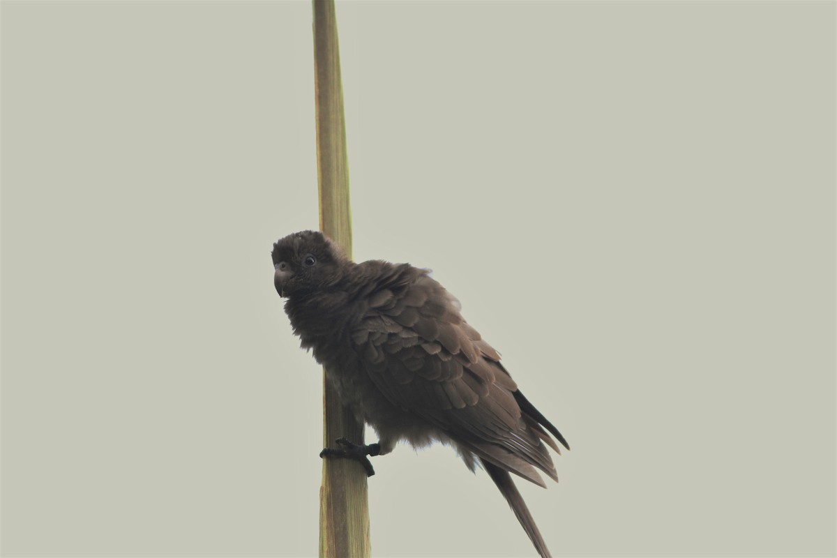 Seychelles Parrot - ML176038121