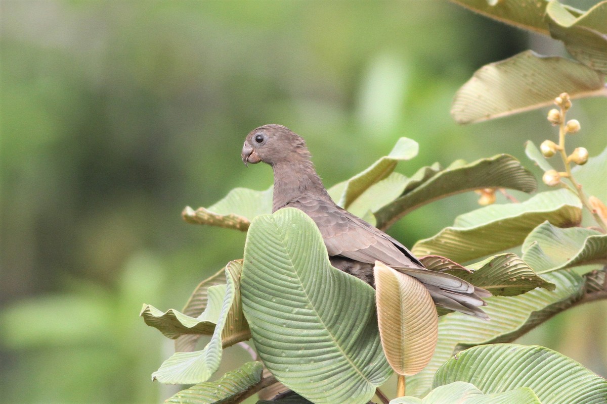Seychelles Parrot - ML176038131
