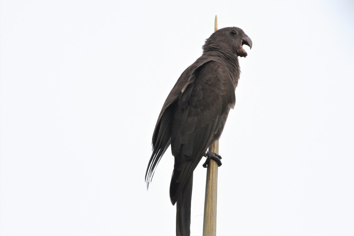 Seychelles Parrot - ML176038141