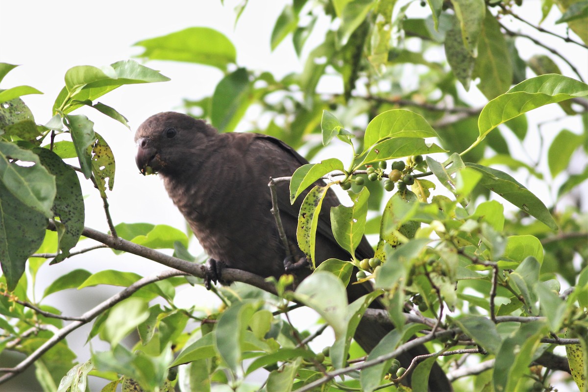 Seychelles Parrot - ML176038171