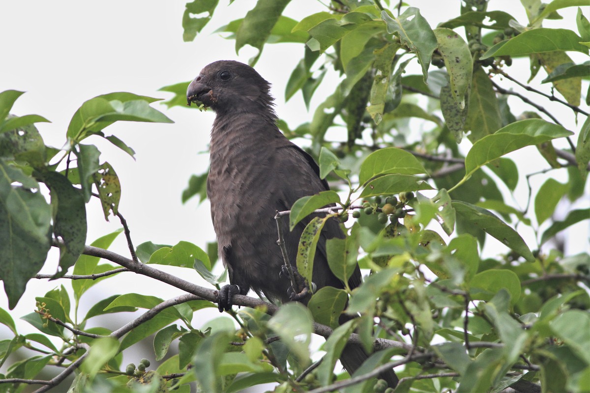 Seychelles Parrot - ML176038181