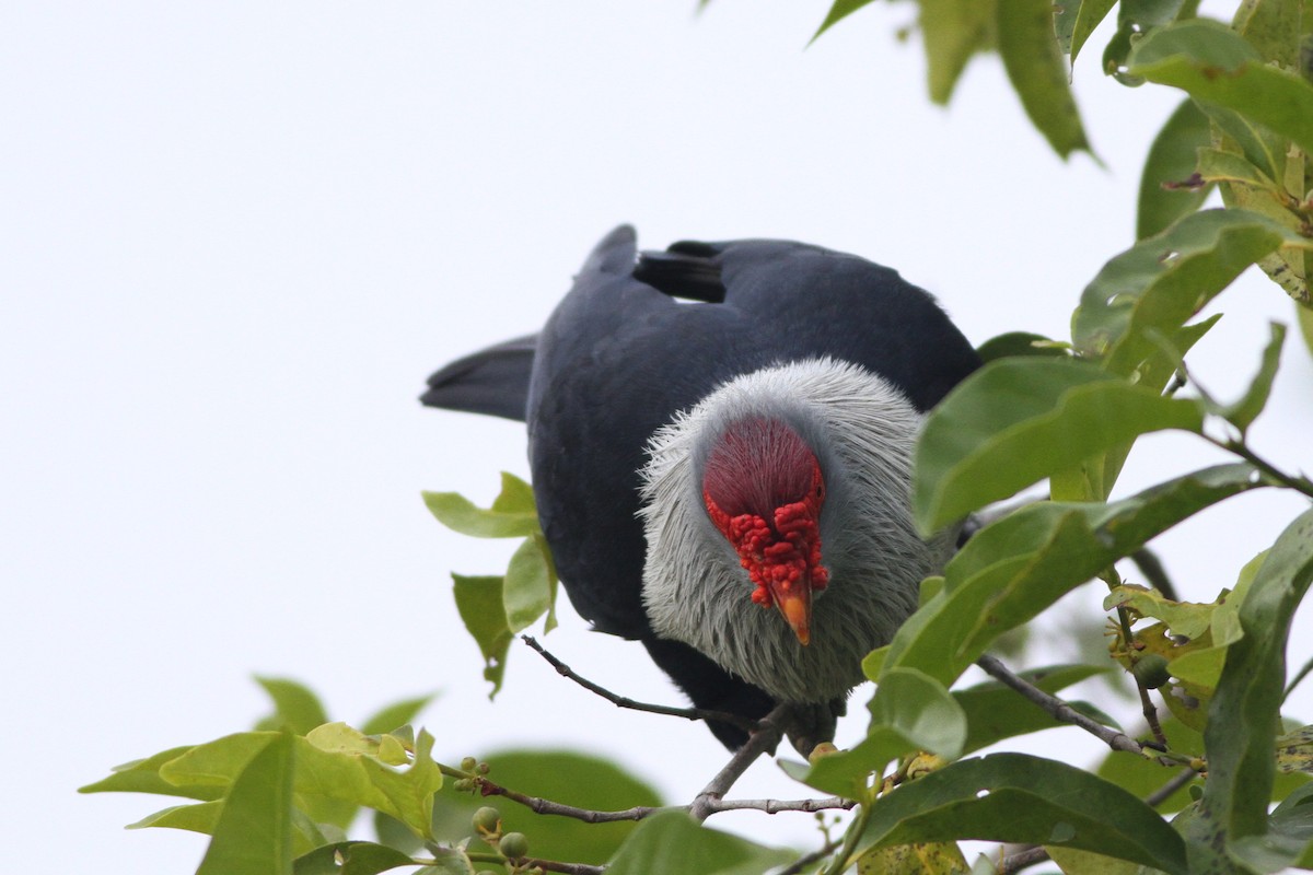 Seychelles Blue-Pigeon - Alex Bayly