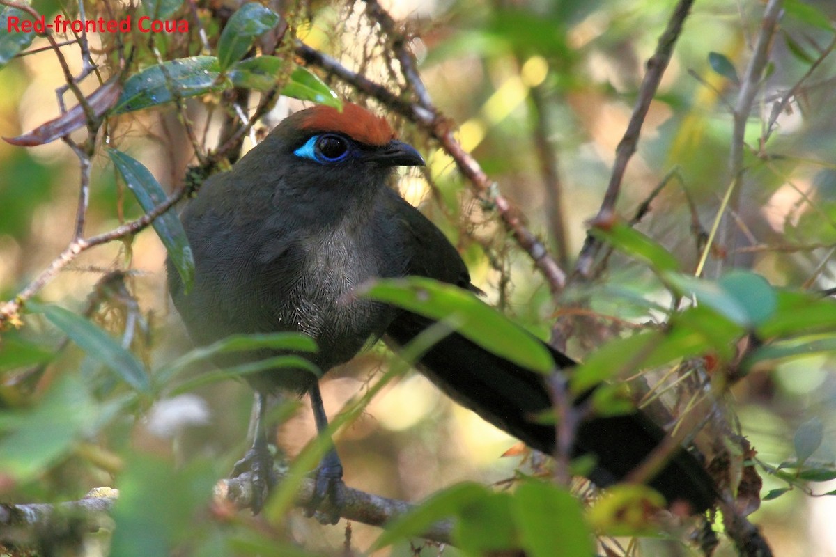 Red-fronted Coua - ML176040531