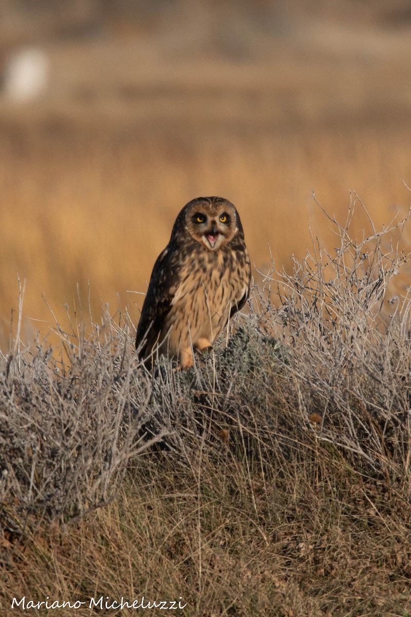Short-eared Owl - ML176041761