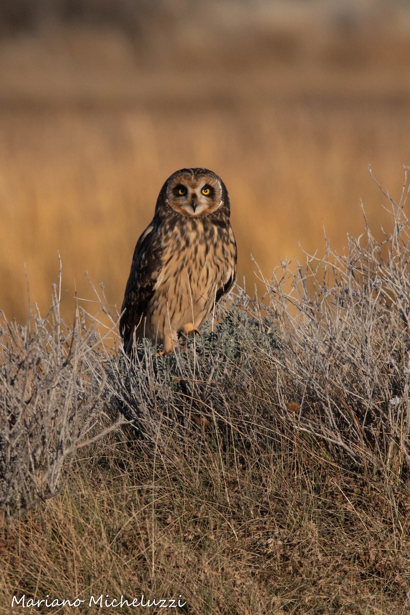 Short-eared Owl - ML176041781