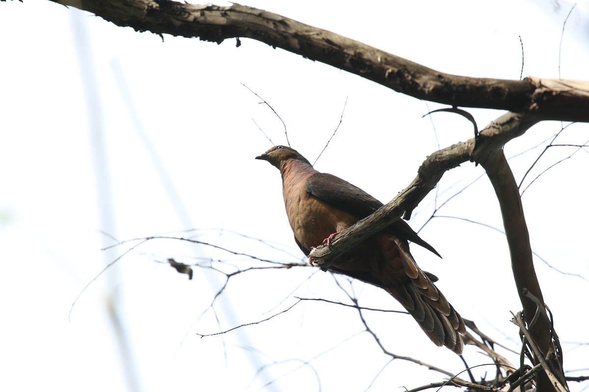 Brown Cuckoo-Dove - ML176051561
