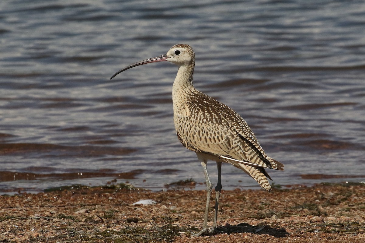 Long-billed Curlew - Mark Chavez