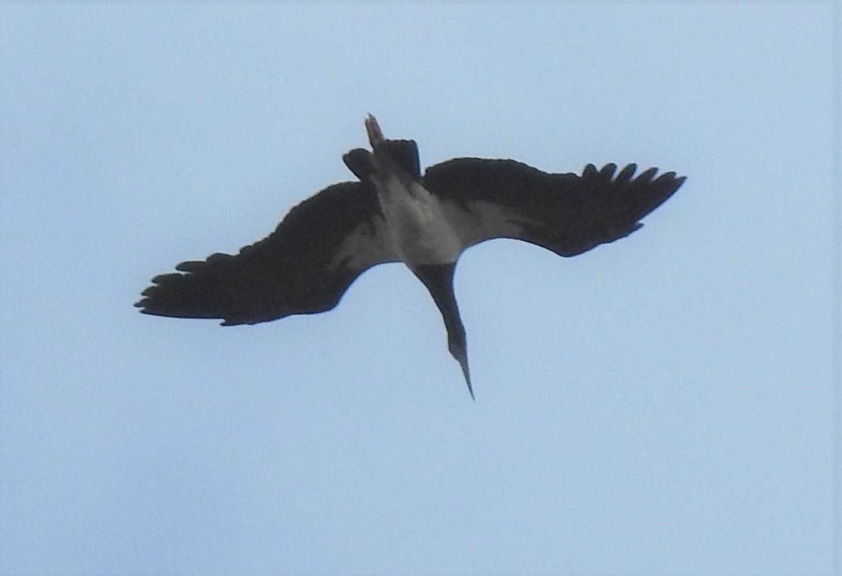 Abdim's Stork - ML176058971