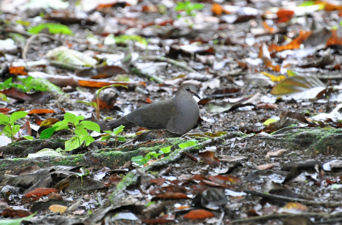 Gray-chested Dove - ML176059941