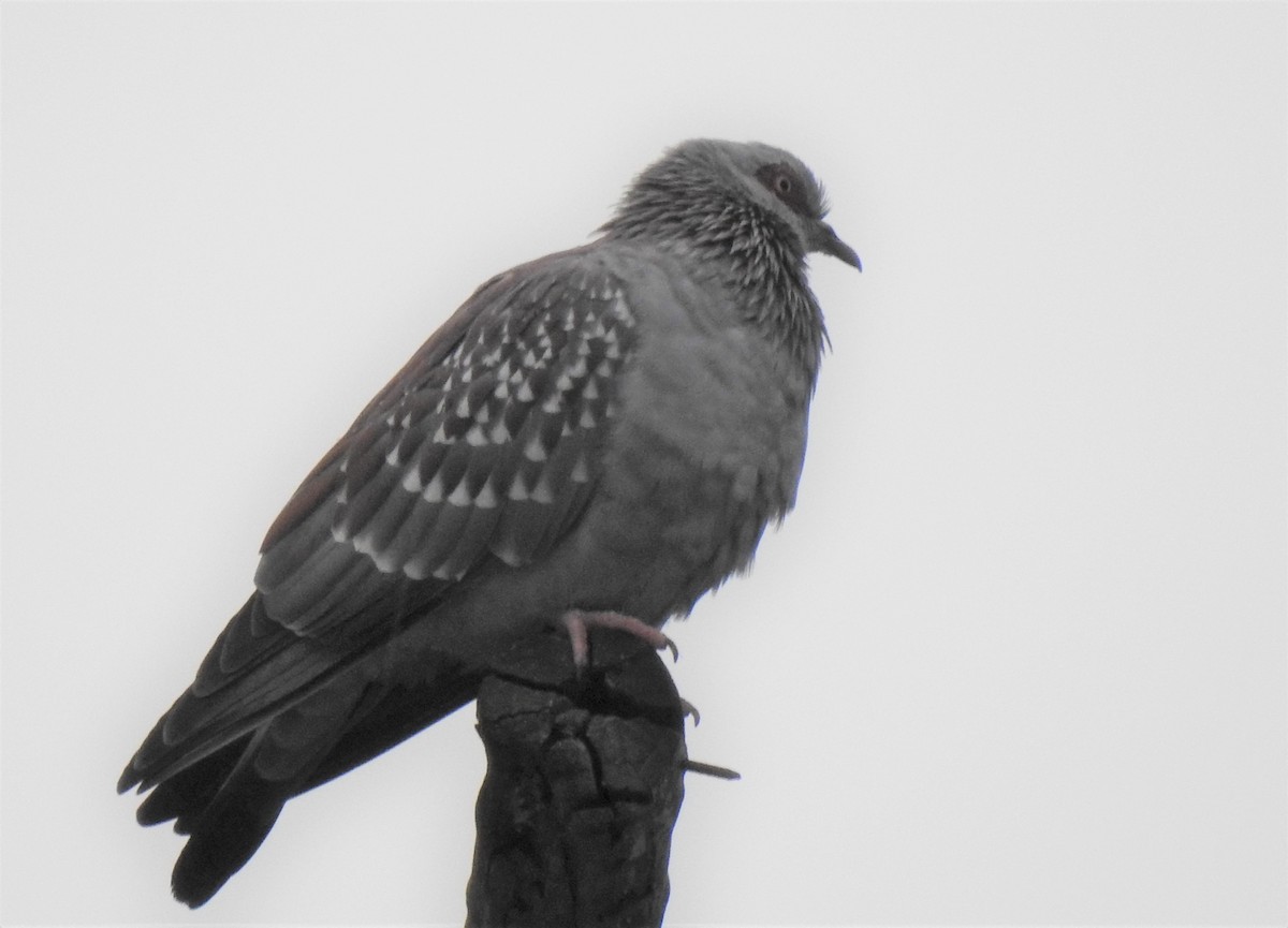 Speckled Pigeon - Dale Adams