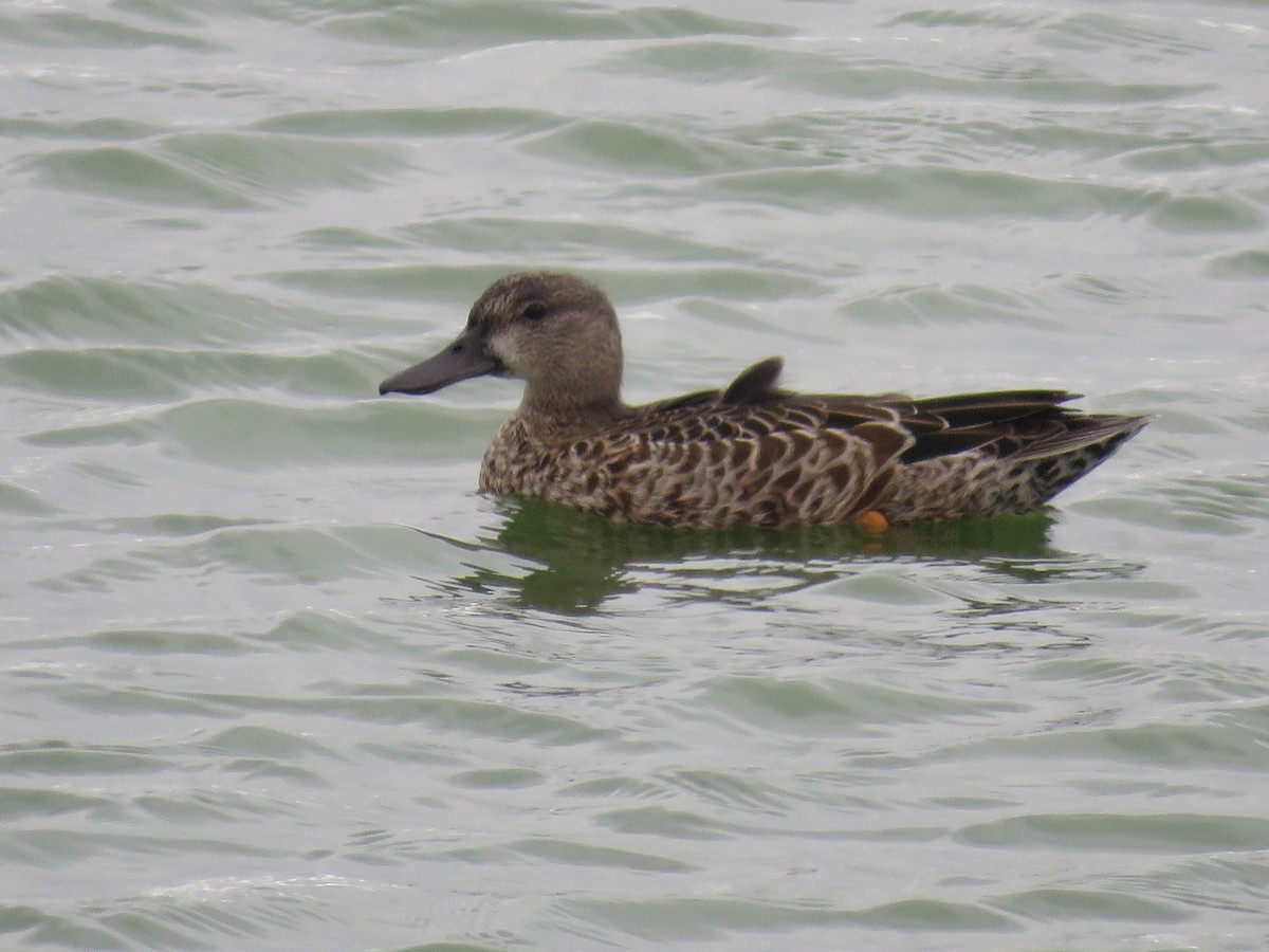 Blue-winged Teal - ML176060971