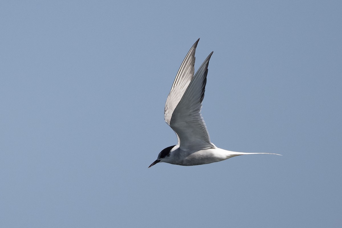Common Tern - ML176061321