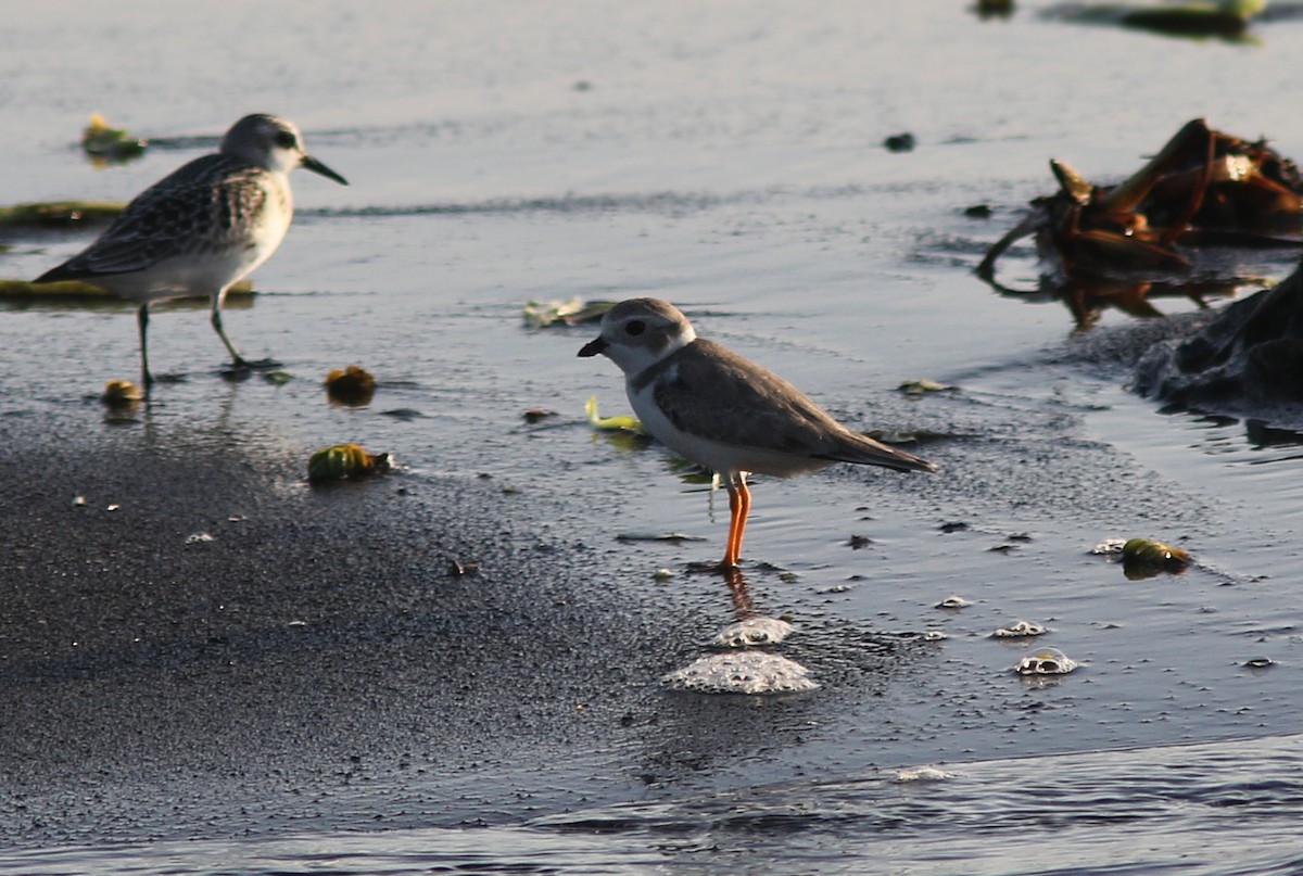 Piping Plover - ML176063221