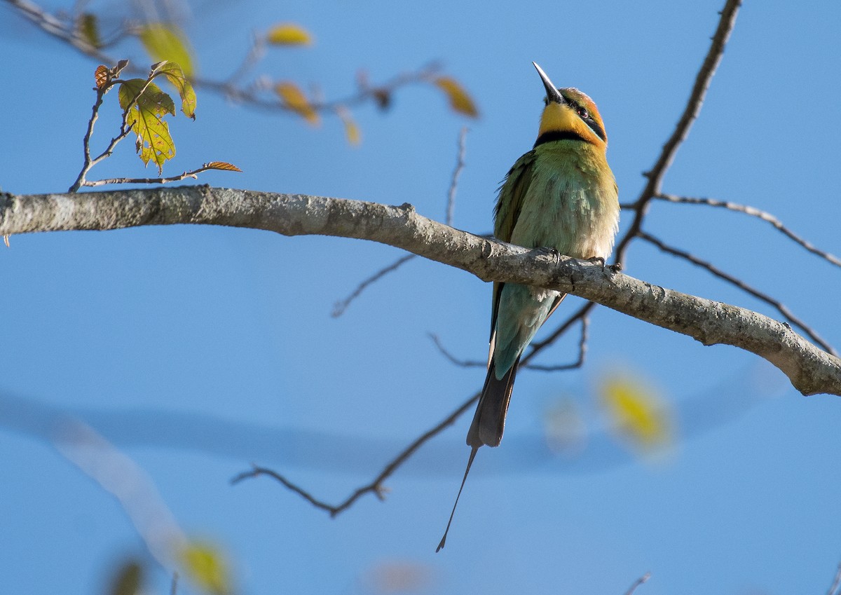 Rainbow Bee-eater - Matteo Grilli