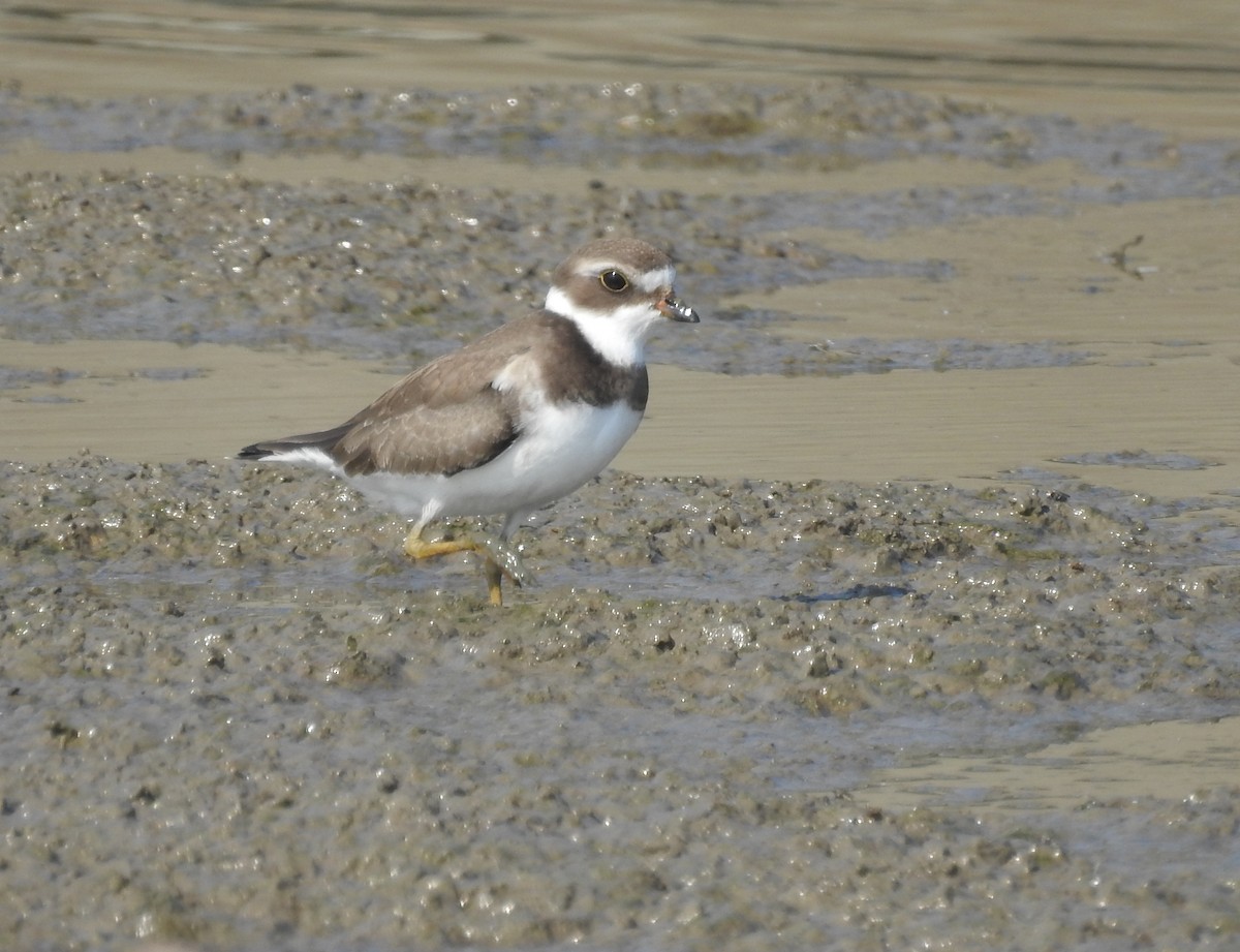 Semipalmated Plover - ML176067161